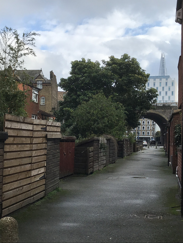 mature-avocado-tree-london-uk